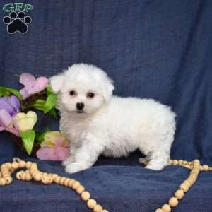 Hopper (Tiny), Bichon Frise Puppy